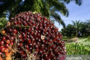 Harga TBS kelapa sawit petani Riau turun jadi Rp3.912,24 per kilogram
