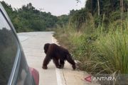 East Kalimantan's BKSDA deploys team to monitor roadside orangutan