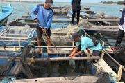 KPKP pantau kesehatan ikan di empat pulau Kepulauan Seribu
