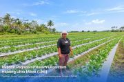 Dari Gadai Emas hingga KUR Mikro, Holding Ultra Mikro Bawa Mur Dwi Astuti Sukses Jadi Petani di Merauke