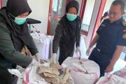 Karantina NTT menahan 1,23 ton daging hiu tanpa sertifikat