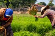 Dosen Unand: Sesuaikan modernisasi alsintan dengan luas lahan petani