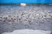 KKP: 1.454 desa siap dibangun budi daya ikan berbasis Mini RAS