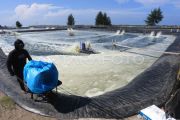 FAO dorong pengembangan akuakultur untuk nelayan kecil Indonesia