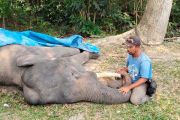 Seekor gajah jinak mati di Riau akibat gangguan pencernaan