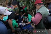 Dehidrasi, orangutan kurus dan lunglai diselamatkan BKSDA Kaltim