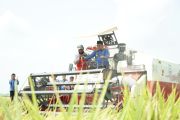 Luwu produksi 8,9 ton padi per hektare