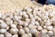 Hilirisasi kemiri tingkatkan pendapatan tanpa tebang pohon