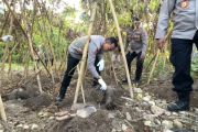 Polda Maluku dorong pengembangan budi daya Uwi Ungu sebagai pangan lokal