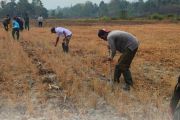 BBRMP Maluku kembangkan kelapa dalam varietas Mapanget dan ubi kayu sebagai komoditas lokal