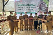 Usaha produktif ayam petelur perkuat ekonomi dan pangan lokal di Banyuasin