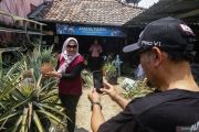 Eduwisata Kampung Nanas Jumbo di Sleman