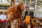 Indonesia to build centralized national poultry breeding hub in Malang