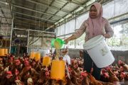 Kementan dorong transisi peternakan ayam bebas sangkar