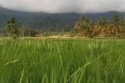 35 hektare sawah tertampar bencana di Agam sudah panen