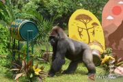 Gorila Komu ikut rayakan HUT ke-162 Taman Margasatwa Ragunan