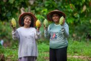 Kakao menyemai harapan baru di beranda negeri lewat agroforestri