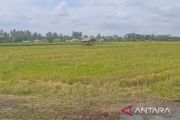 Pemprov Babel percepat Bangka Barat sebagai daerah swasembada beras