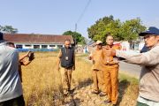 Dispertan Garut menyiapkan bantuan benih untuk sawah puso dampak kemarau