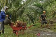 GAPKI Kutai Timur kenalkan praktik keberlanjutan di industri sawit