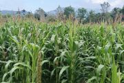 Pemkab Pasaman Barat pacu produksi jagung 213.910 ton selama 2026