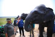 Gubernur Sumsel pastikan habitat gajah aman dari ancaman karhutla