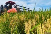Pemerintah sebut Aceh surplus beras 300 ribu ton per tahun