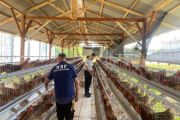 Lapas Amurang bekali warga binaan keterampilan budidaya ayam petelur