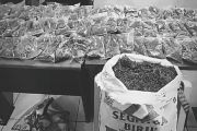 Polresta Jayapura Kota amankan 26,7 kg ganja sejak Januari 2026