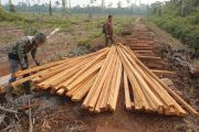 Kemenhut tahan dua tersangka pembalakan di habitat harimau di Jambi