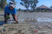 Menyemai harapan lewat pertanian organik di lingkar tambang Kolaka
