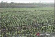 Pemkab Bangka Barat-BWS Babel bantu pengairan sawah