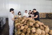Morowali Utara manfaatkan peluang lapangan kerja baru industri kelapa