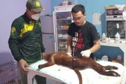 Lutung merah ditemukan sekarat di Cempaga Hulu akhirnya mati