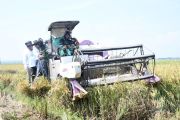 Mengawal lumbung padi: Membela nilai tambah beras Jawa Tengah