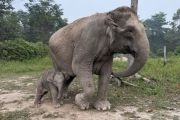 Ministry announces new elephant calf birth at Tesso Nilo National Park