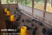 Unhas dan PT Vale riset Ayam Alope 1
