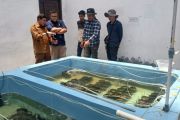 Menghidupkan kembali lamun, menabur harapan ekonomi biru