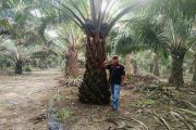 Nilai TBS kelapa sawit petani Riau kembali turun, ini harga per kilogramnya