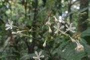 TNBTS: Penemuan Clerodendrum ismaili tambah keanekaragaman hayati