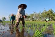 Musim hujan durasi pendek tiga sampai empat bulan di NTB