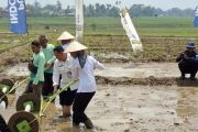Lampung lakukan gerakan tanam PM-AAS target 1.000 hektare sepekan