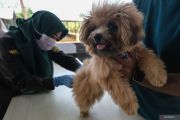 Vaksinasi rabies gratis di Kendari
