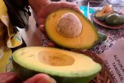 Ratusan petani adu kualitas durian dan alpukat Bogor