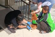 Cegah Rabies, Karantina Sumbar Gelar Vaksinasi Hewan Gratis