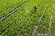 BWS tangani kekeringan 50 hektare sawah di Kendari lewat program pompanisasi