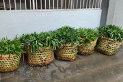 Lapas Semarang memanen puluhan kilogram kangkung di program ketahanan pangan