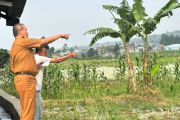 Dispertan Garut menyiapkan bantuan benih padi untuk 100 hektare sawah