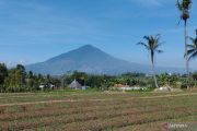 Garut sulap lahan tidur jadi kebun singkong Bioetanol