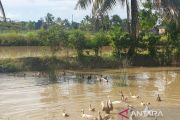 Dinas Pertanian Sumsel manfaatkan lahan rawa perkuat ketahanan pangan